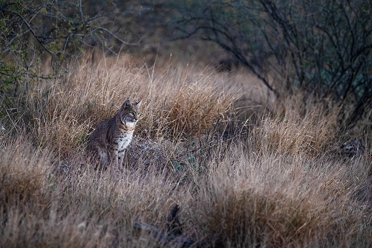 BobcatSit