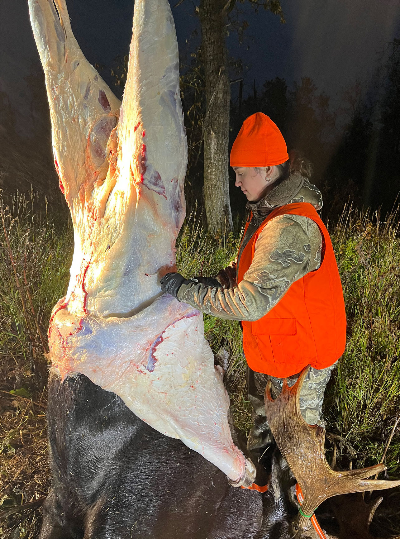 moose hunt - skinning a moose