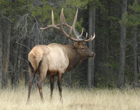 elk