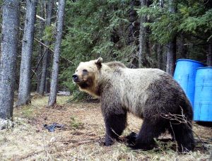 Grizzly Bear at Bait site