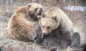 Grizzly Bear Cubs