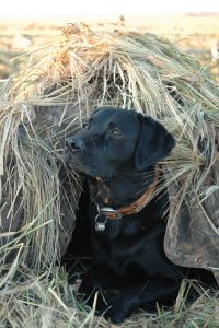 layout blind for a dog