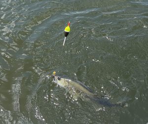 walleye fishing