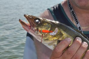 walleye fishing