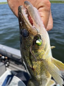 walleye fishing