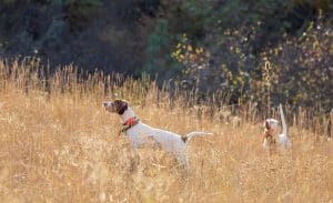 Hunting Dog on Point