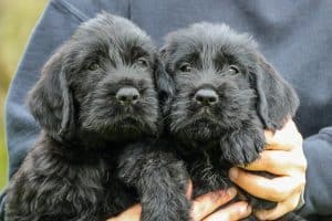 Pudelpointer puppies