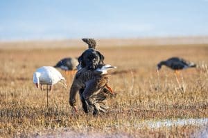 Hunting Dog Retrieving a Bird