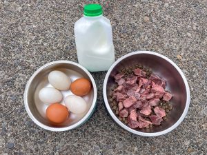 Hunting Dog meal setup
