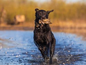 Dog hunting doves in water