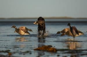 Dog retrieving bird in a decoy spread
