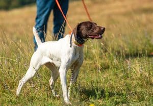 German Shorthaired Pointer on point in the field