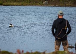 Dog being bumper trained in the water