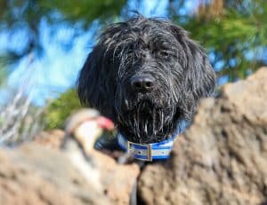 Dog on a Chukar bird hunt