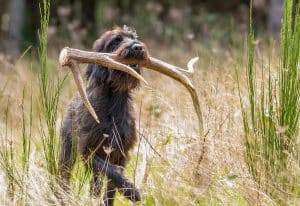 Dog carry an elk shed antler