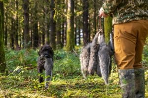 Dog hunting squirrels in the woods