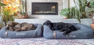 Orvis Recovery Zone dog bed