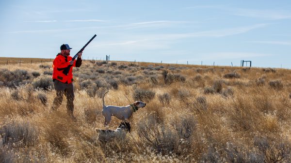 Hunting Dog Training – Post Season Fixes - North American Outdoorsman