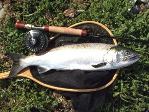 Fly-caught coho salmon