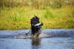 Hunting Dog retrieving a duck