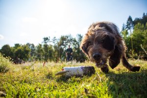 Hunting Dog practice retrieving