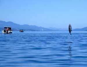 coho salmon leaping out of the water