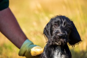 Pudelpointer puppies