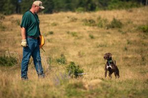 Noted gun dog trainer, Jess Spradley spends time with Pudelpointer puppies doing hunting dog training