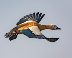 Ruddy Shelduck