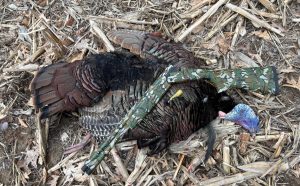 Mossberg Silver Reserve and turkey
