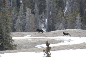 Hunting Alberta Wolf Conditions