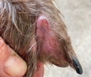 Foxtail seed in a dog paw