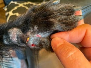 seed head in a dogs foot