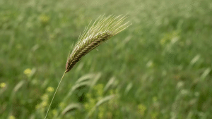 dangerous seeds for dogs