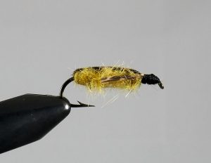 Backswimmer