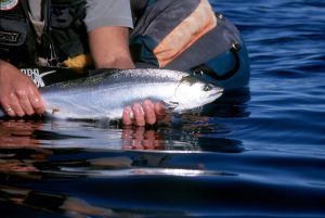 Releasing a Coho Salmon caught on a dry fly