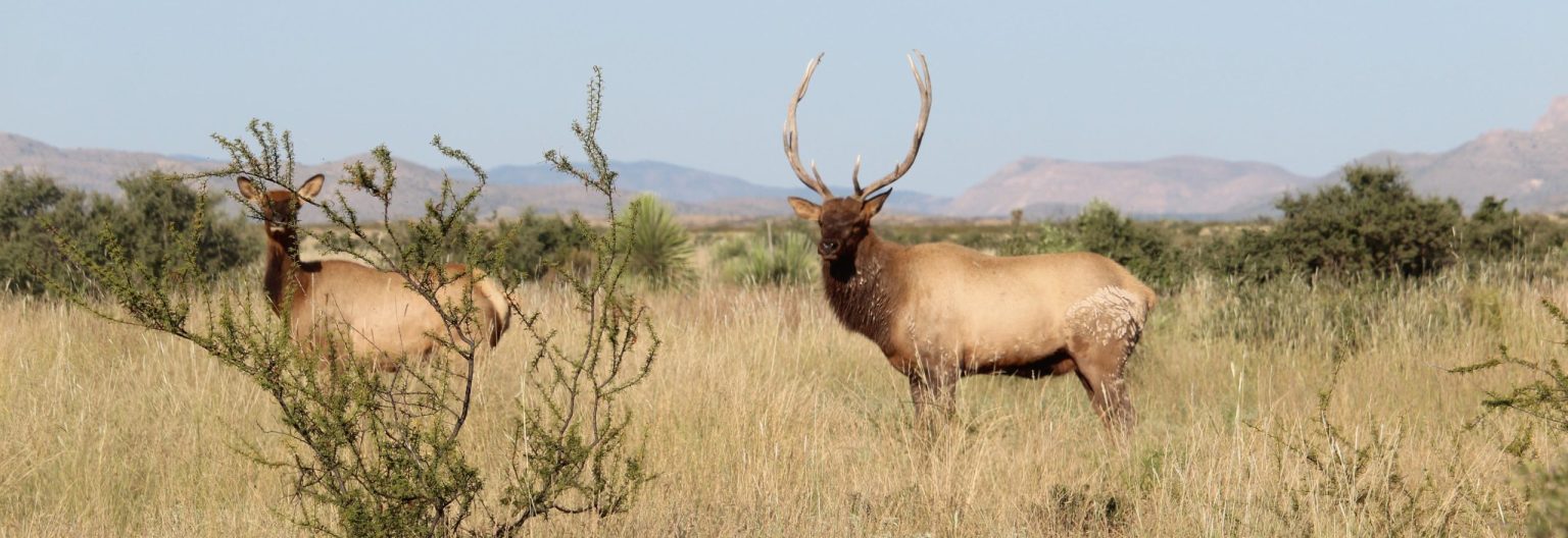 how to elk hunt