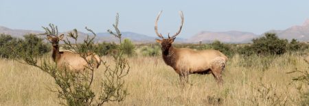 how to elk hunt