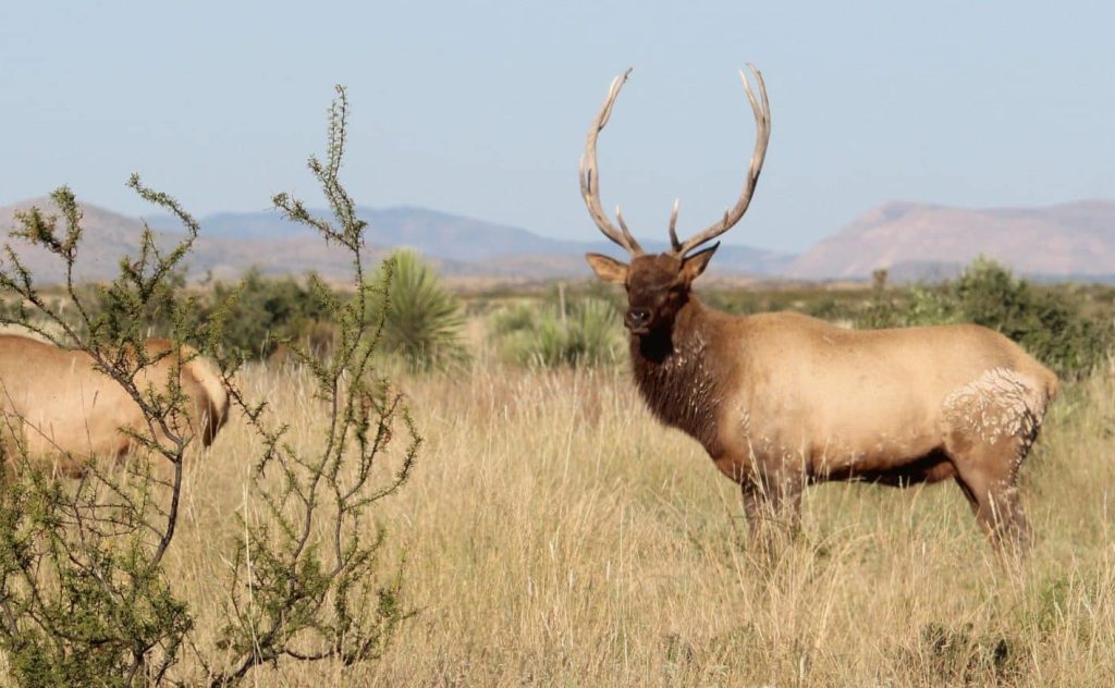 how to elk hunt