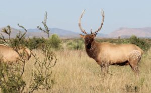 how to elk hunt