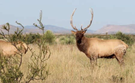 how to elk hunt
