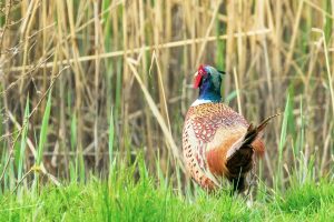 Ringneck Pheasant in cattails