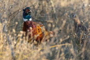 Ringneck Pheasant in thick cover