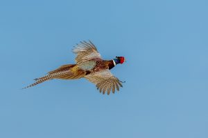 Ringneck Pheasant in flight