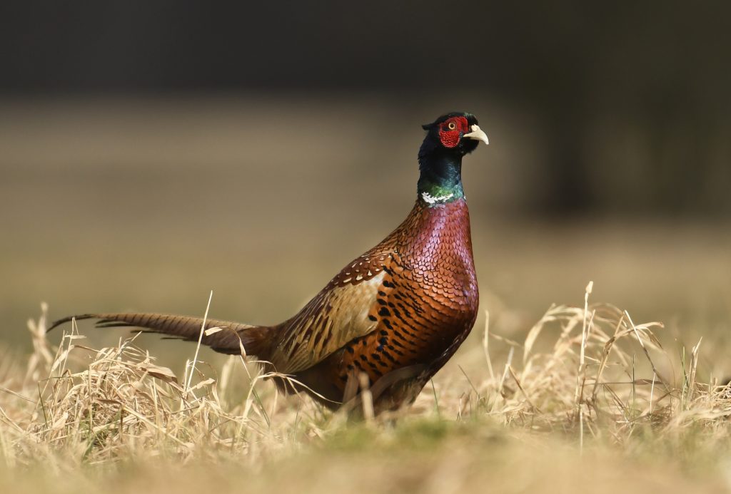 Ringneck Pheasant