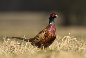 Ringneck Pheasant
