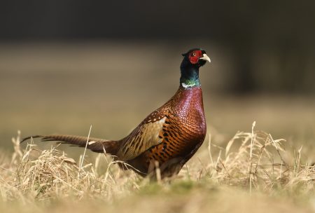 Ringneck Pheasant