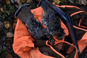 Ruffed Grouse