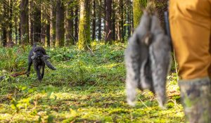 Pudelpointer retrieving a gray squirrel
