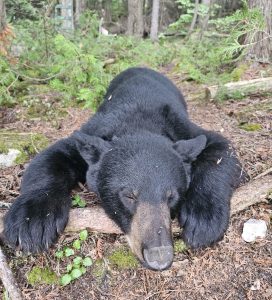 Bill's successful bear hunt 